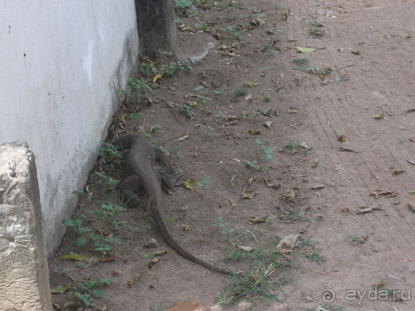Шри-Ланка - две недели лета зимой!