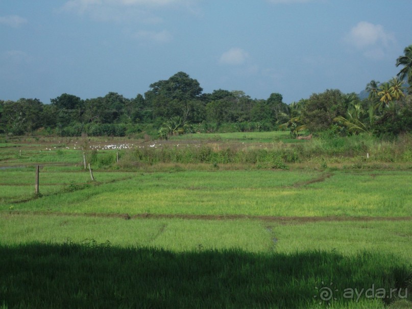 Шри-Ланка - две недели лета зимой!