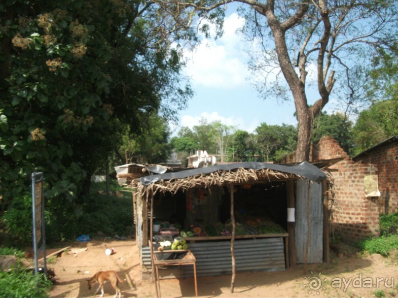 Шри-Ланка - две недели лета зимой!