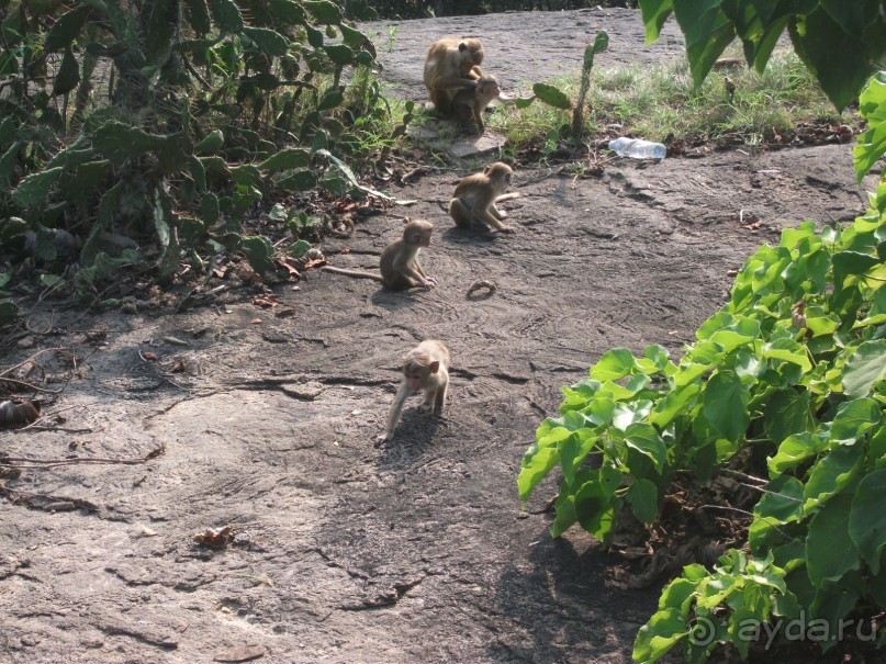 Шри-Ланка - две недели лета зимой!