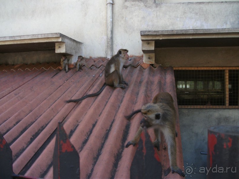 Шри-Ланка - две недели лета зимой!