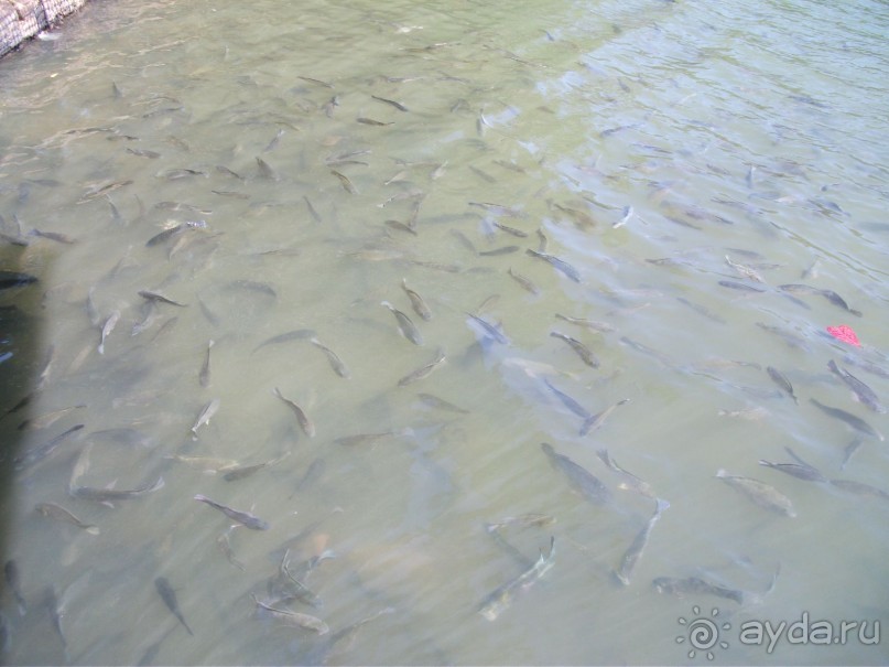 Шри-Ланка - две недели лета зимой!