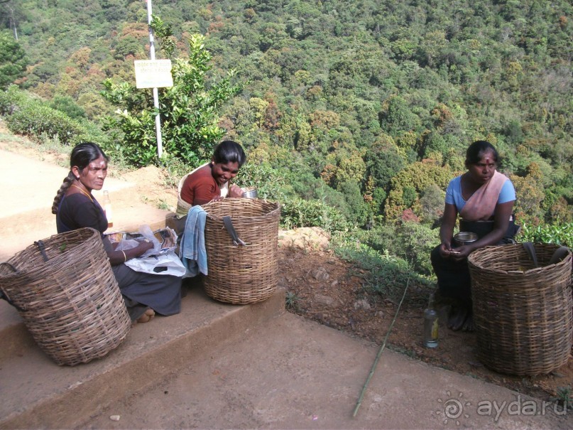 Шри-Ланка - две недели лета зимой!