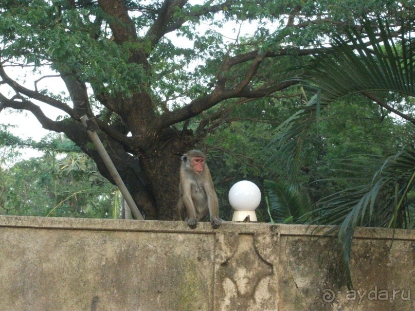 Шри-Ланка - две недели лета зимой!