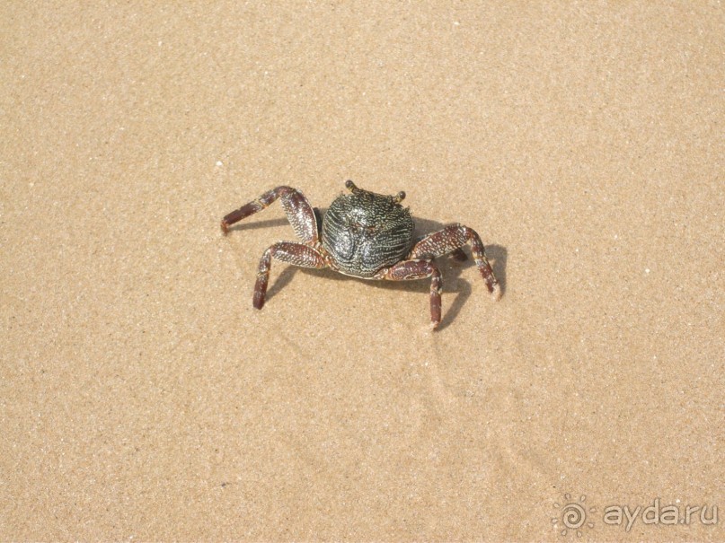 Шри-Ланка - две недели лета зимой!