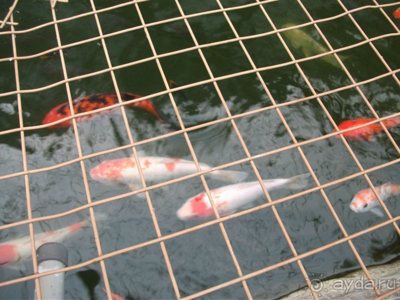 Шри-Ланка - две недели лета зимой!