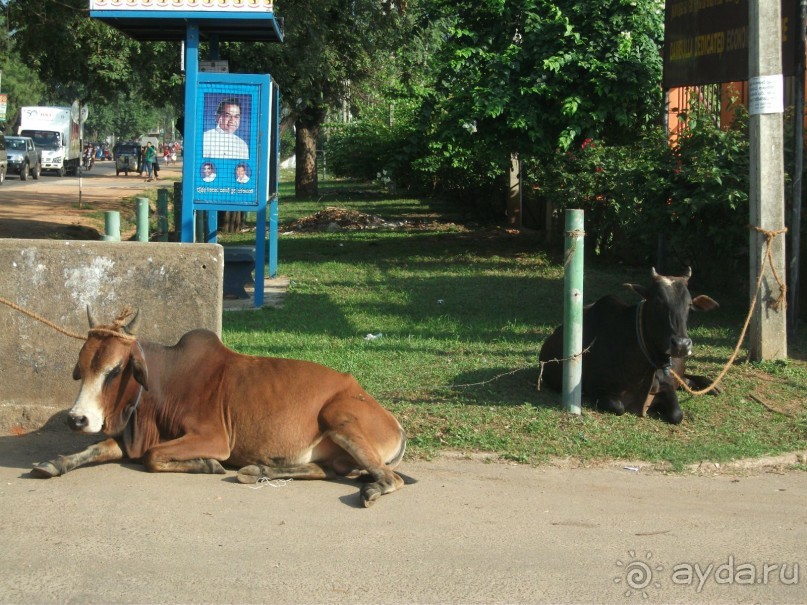 Шри-Ланка - две недели лета зимой!