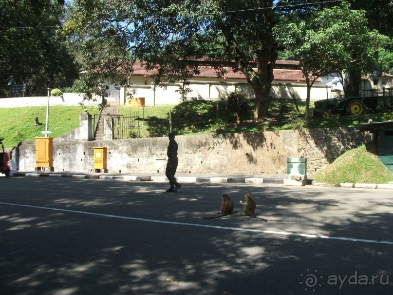 Шри-Ланка - две недели лета зимой!