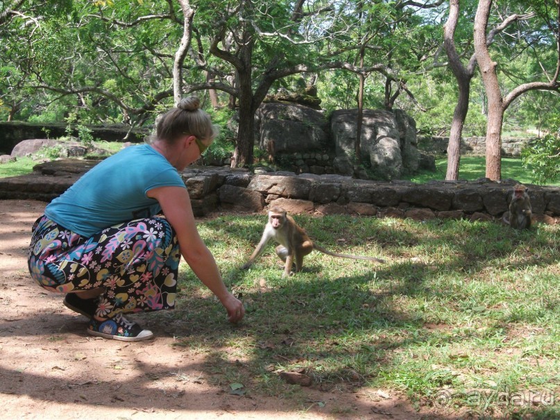 Шри-Ланка - две недели лета зимой!