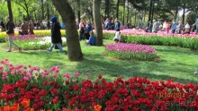 Фестиваль тюльпанов в Стамбуле