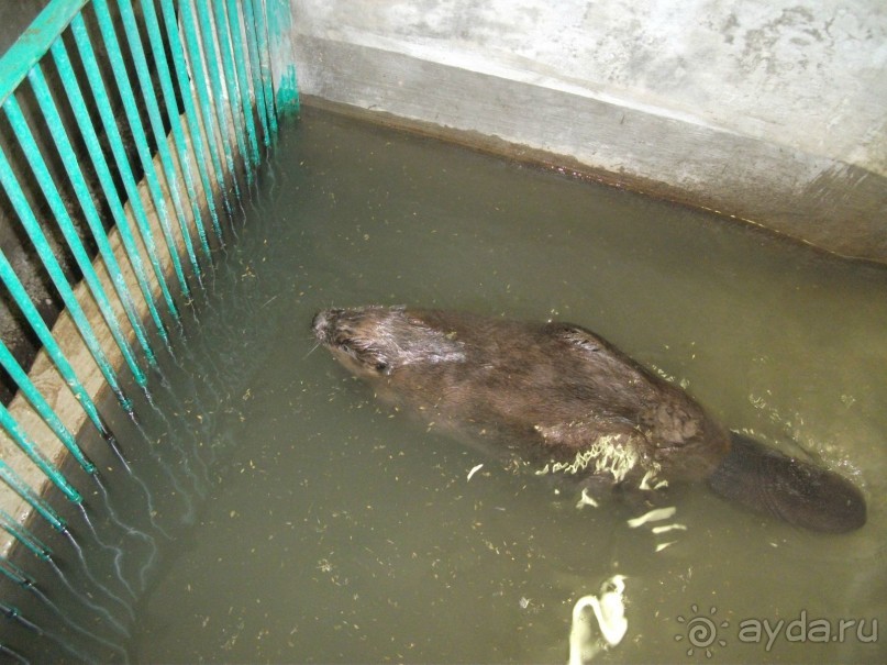 Графский заповедник - лес, бобры, монастырь