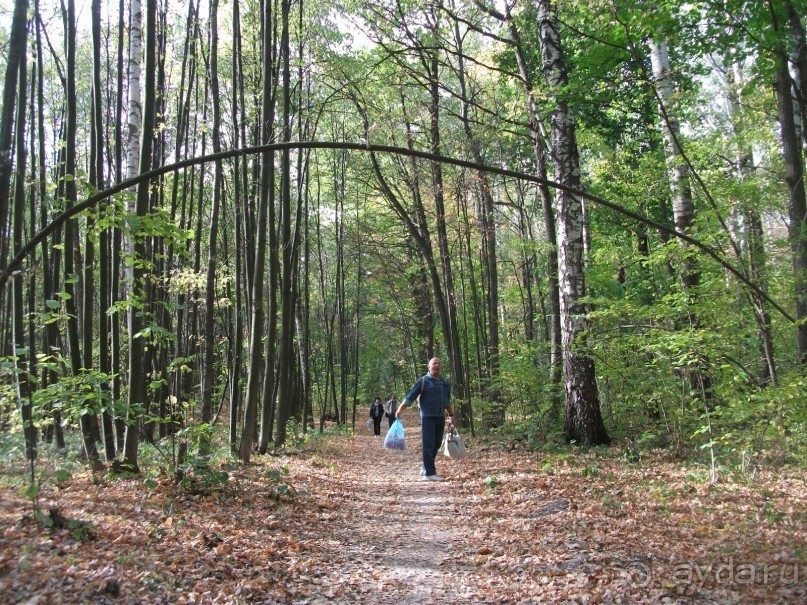 Графский заповедник - лес, бобры, монастырь