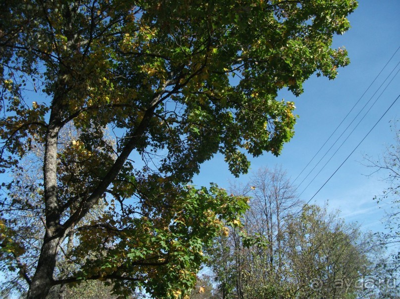 Графский заповедник - лес, бобры, монастырь