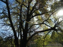 Графский заповедник - лес, бобры, монастырь