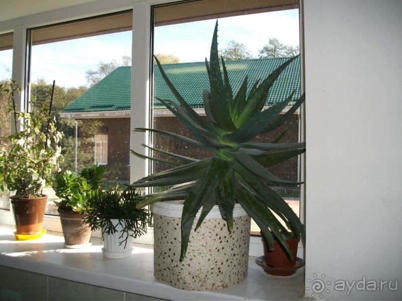 Графский заповедник - лес, бобры, монастырь