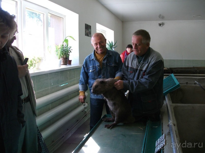 Графский заповедник - лес, бобры, монастырь