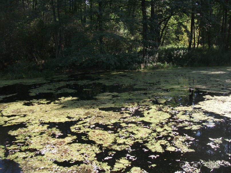Графский заповедник - лес, бобры, монастырь