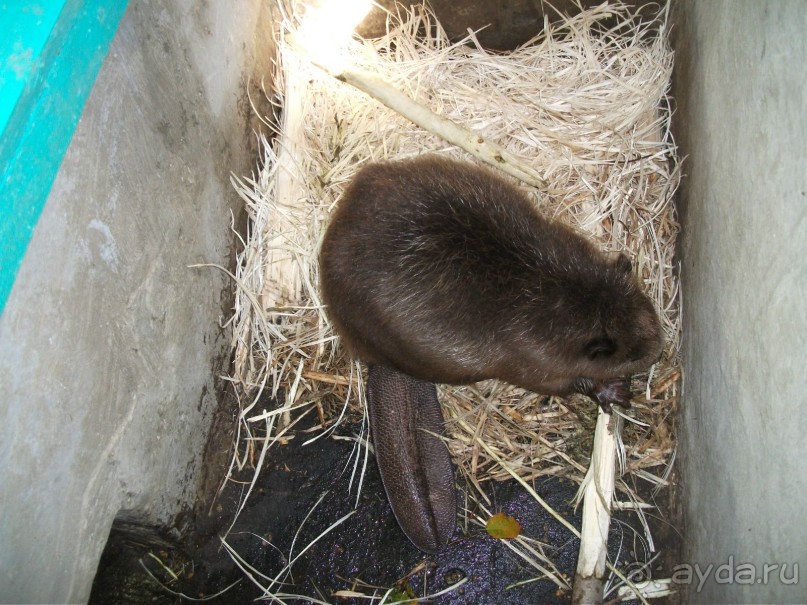 Графский заповедник - лес, бобры, монастырь