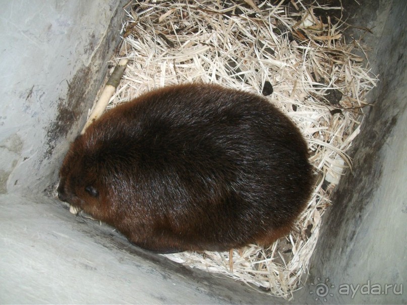 Графский заповедник - лес, бобры, монастырь
