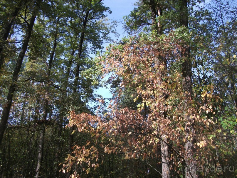 Графский заповедник - лес, бобры, монастырь