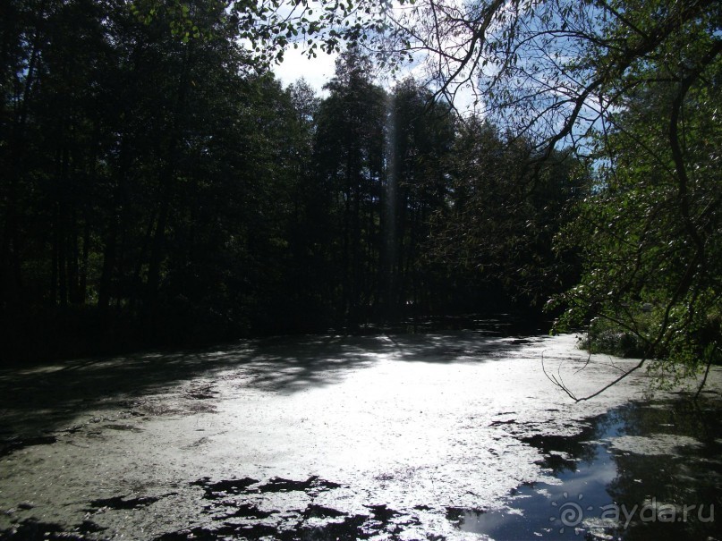 Графский заповедник - лес, бобры, монастырь