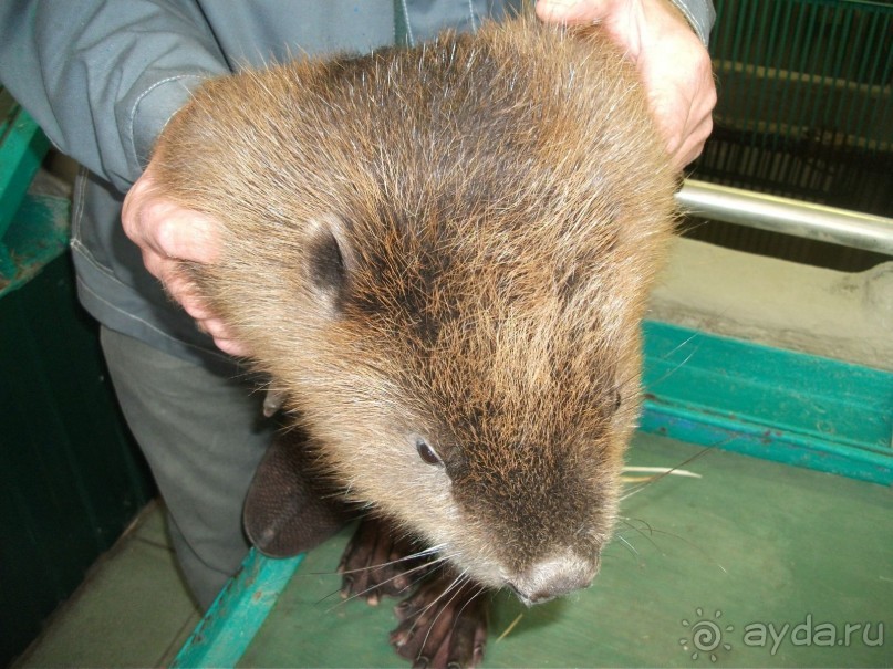 Графский заповедник - лес, бобры, монастырь
