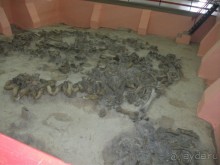 Костенки - древняя стоянка человека