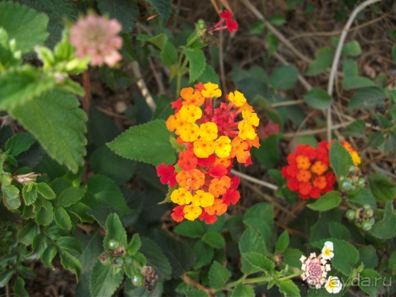 Высший класс