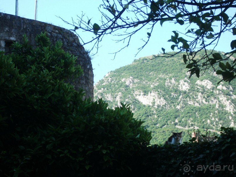 По Боке Которской