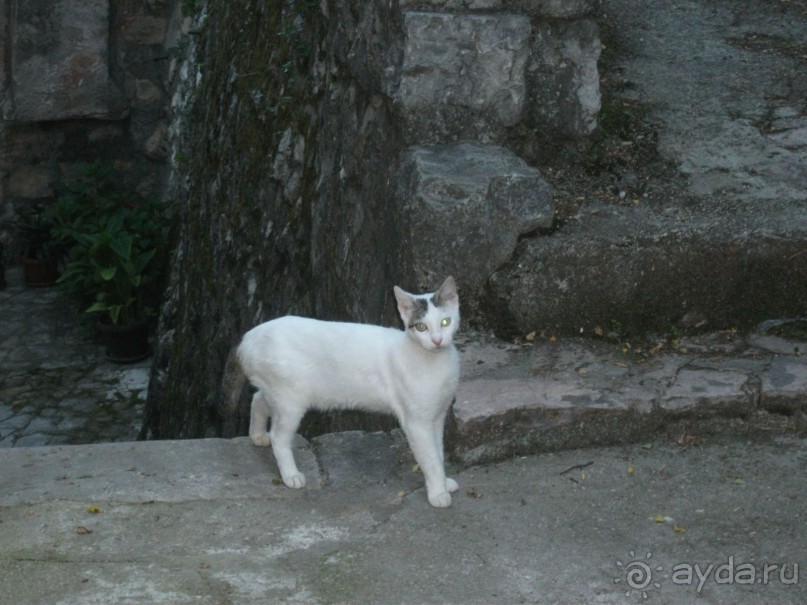 По Боке Которской