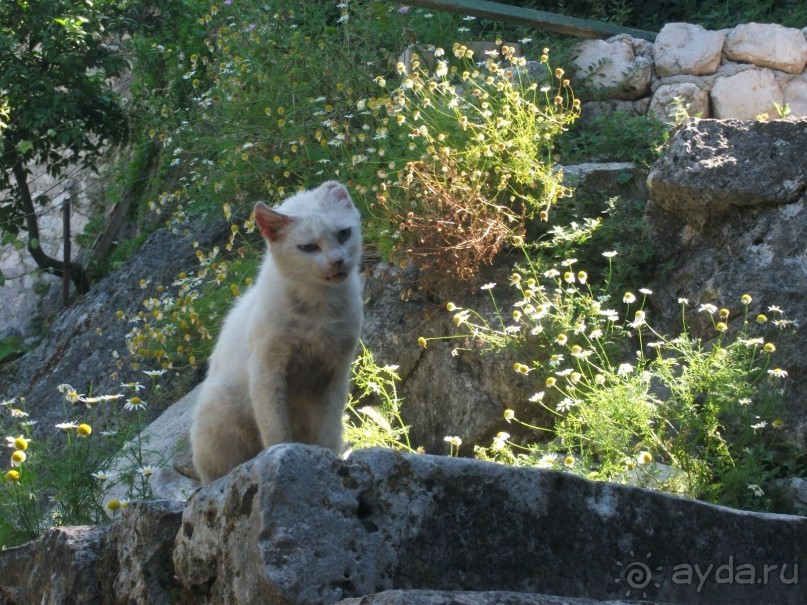 По Боке Которской