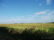 Альбом отзыва "По ходу оздоравились"