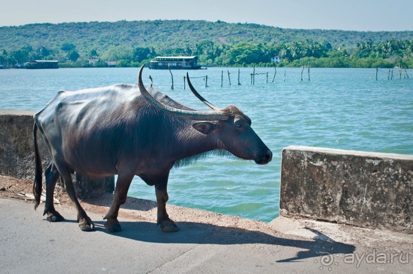ГОА. Придорожные закусочные для авто