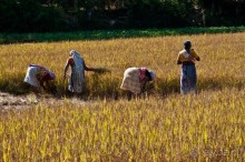 ГОА. Прогулка по буфетам