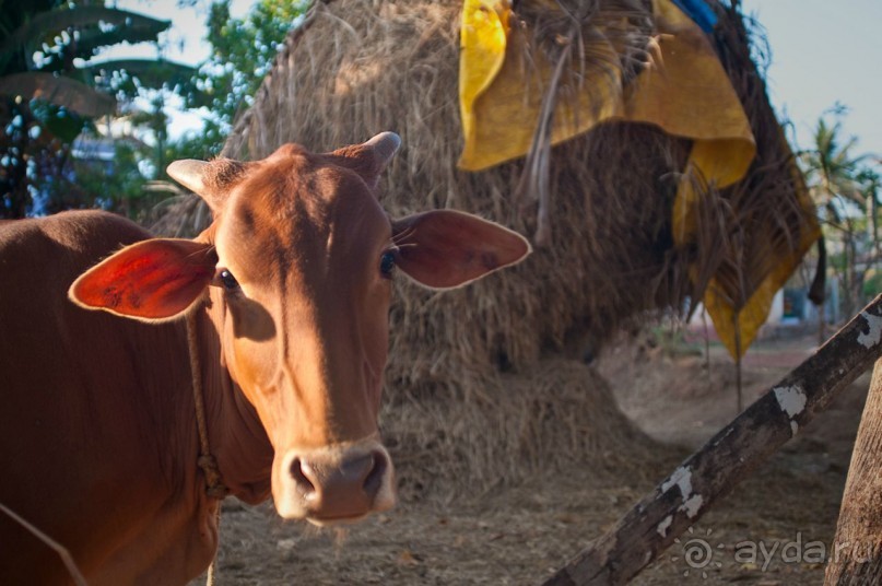 ГОА. Косяки крыш над головой