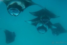 Скаты манта острова Дараванду