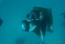 Скаты манта острова Дараванду