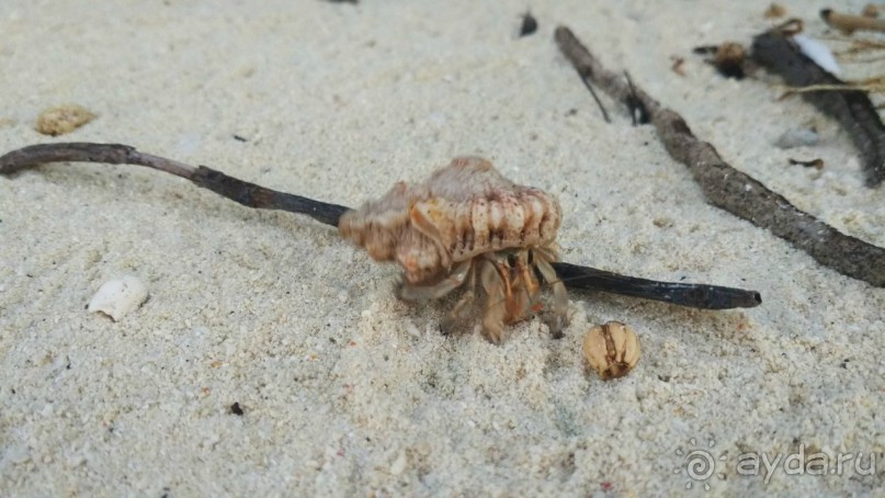 Скаты манта острова Дараванду