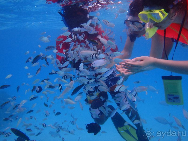 Альбом отзыва "Бюджетный отдых на Мальдивах. Какой он?"