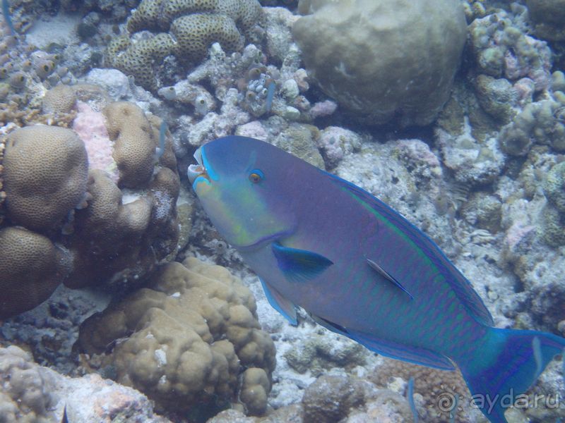 Бюджетный отдых на Мальдивах. Какой он?