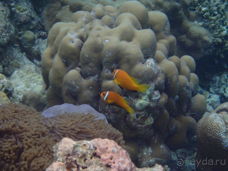 Бюджетный отдых на Мальдивах. Какой он?