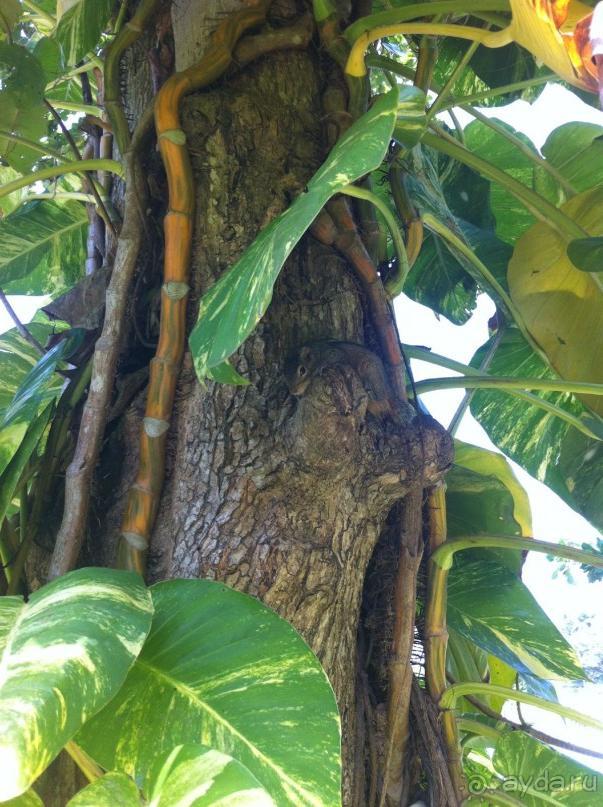 фото Маравилы