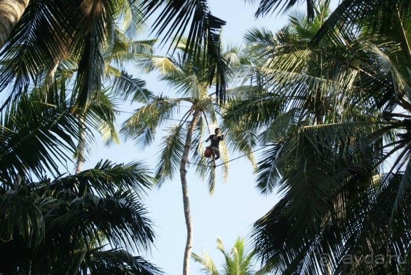 фото Маравилы