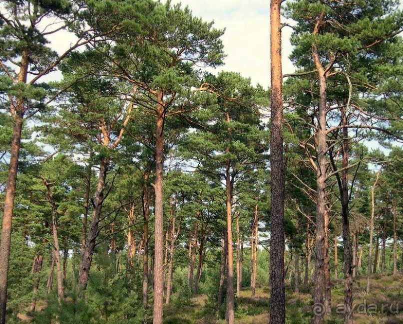 Нарач - большое, чистое озеро, цискариоза нет! ;)