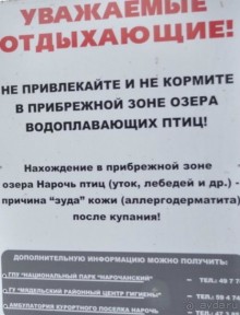 Нарач - большое, чистое озеро, цискариоза нет! ;)