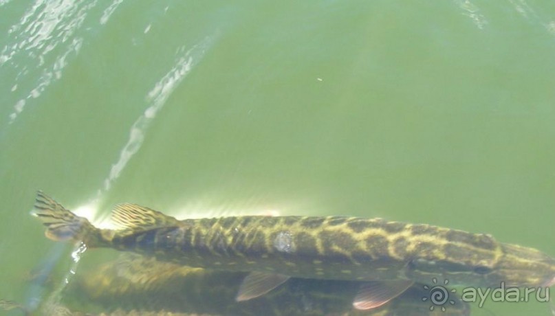 Нарач - большое, чистое озеро, цискариоза нет! ;)