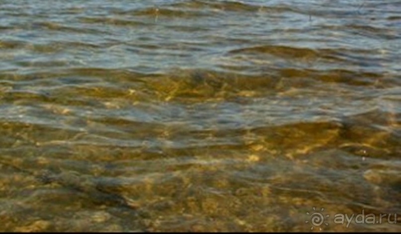 Нарач - большое, чистое озеро, цискариоза нет! ;)