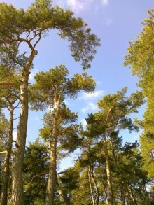 Нида в апреле