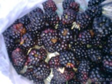 Новый прибалтийский курорт Янтарный