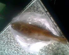 Мой летний отдых в Хибинах.